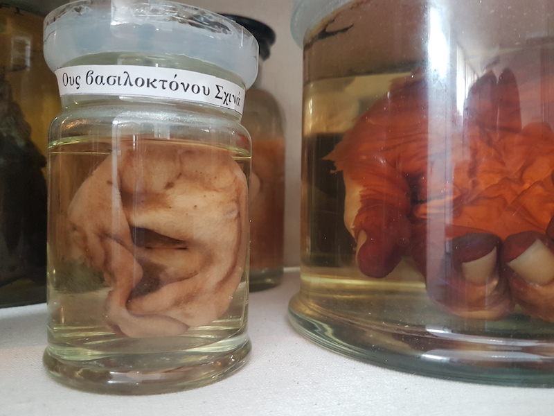 Several glass jars that contain ears