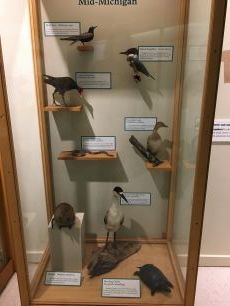 Animals of mid-Michigan display in the Hall of Animal Diversity