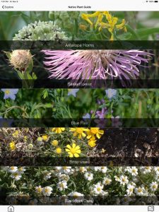 Native plant guide from the Landmark's app