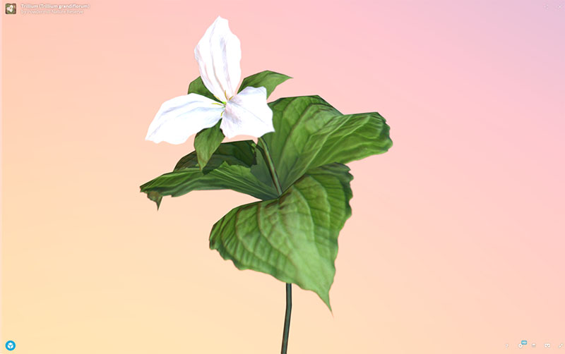 Figure 10: AR, VR, 3D Plant Model, Trillium (Trillium grandiflorum), demonstrating rotation and zoom