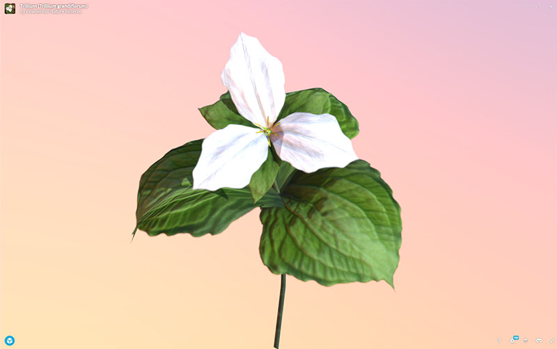 Figure 11: AR, VR, 3D Plant Model, Trillium (Trillium grandiflorum), demonstrating rotation and zoom