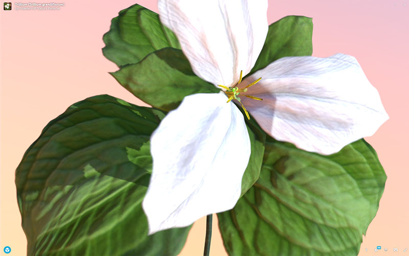 Figure 12: AR, VR, 3D Plant Model, Trillium (Trillium grandiflorum), demonstrating rotation and zoom
