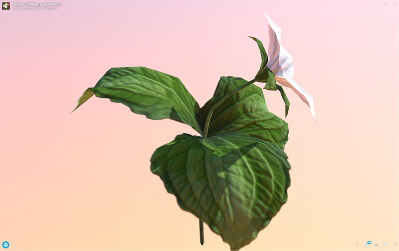 Figure 13: AR, VR, 3D Plant Model, Trillium (Trillium grandiflorum), demonstrating rotation and zoom
