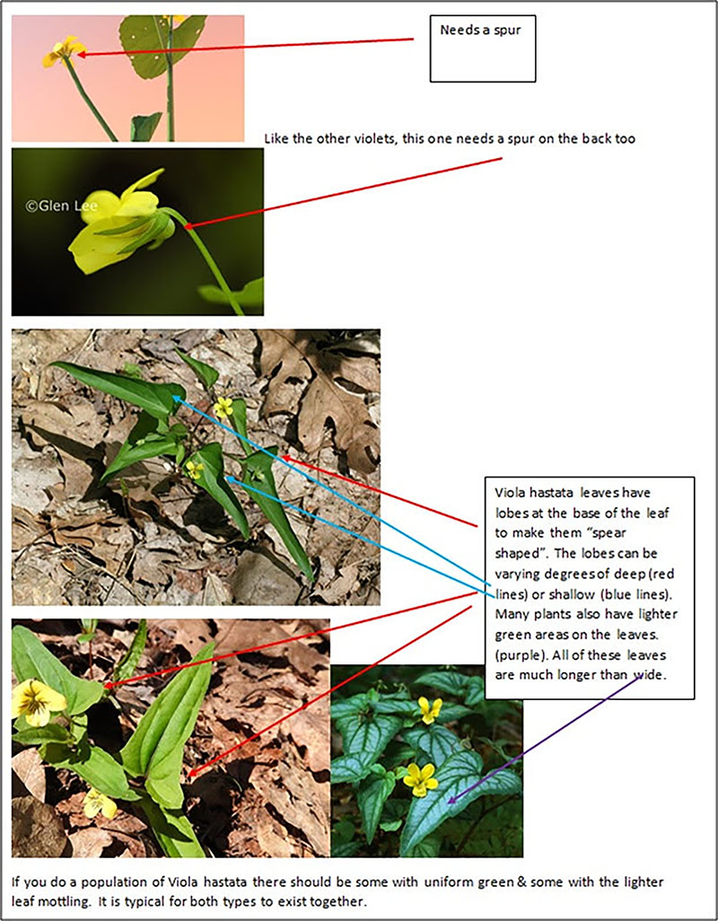 Figure 14: Example of botanist’s annotations and feedback