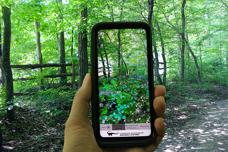 Figure 2: AR Perpetual Garden App, showing the Woodland in Balance Scenario visualization interacting with the outside