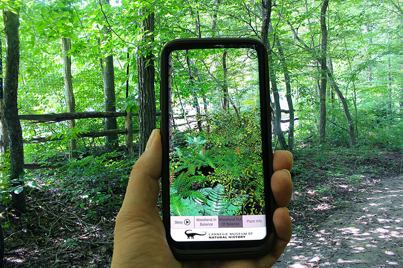 Figure 3: AR Perpetual Garden App Woodland out of Balance