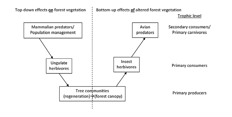 Figure 4: The Trophic Cascade illustration, from Nuttle et al., 2011