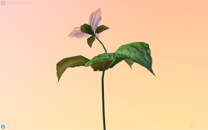 Figure 9: AR, VR, 3D Plant Model, Trillium (Trillium grandiflorum), demonstrating rotation and zoom